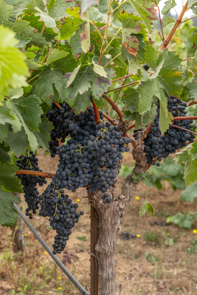Sonoma County Pinot Noir Grapes photographed by Julia La Rue